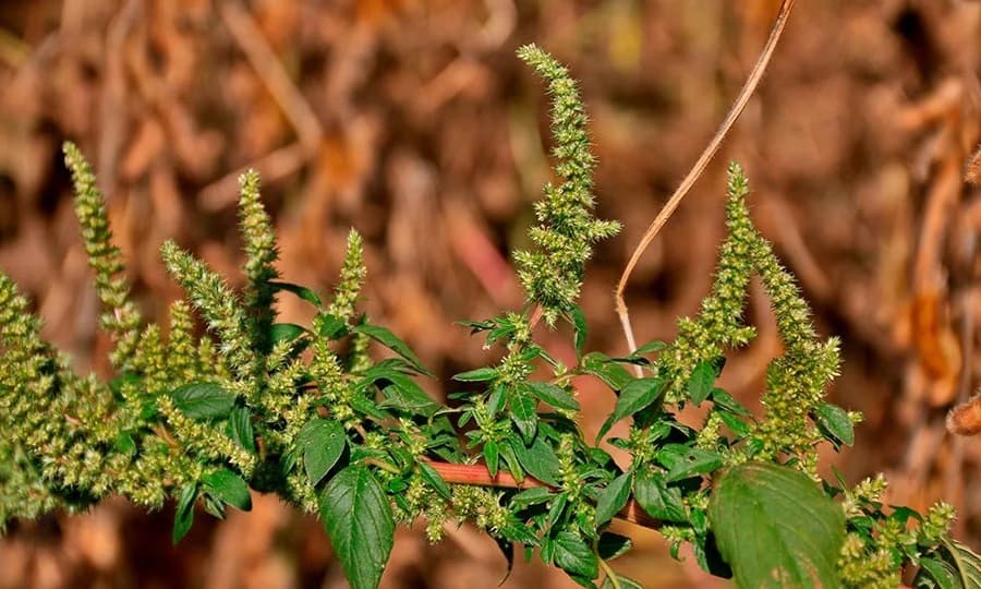 Resistência do caruru a herbicidas coloca em risco lavouras de soja e milho