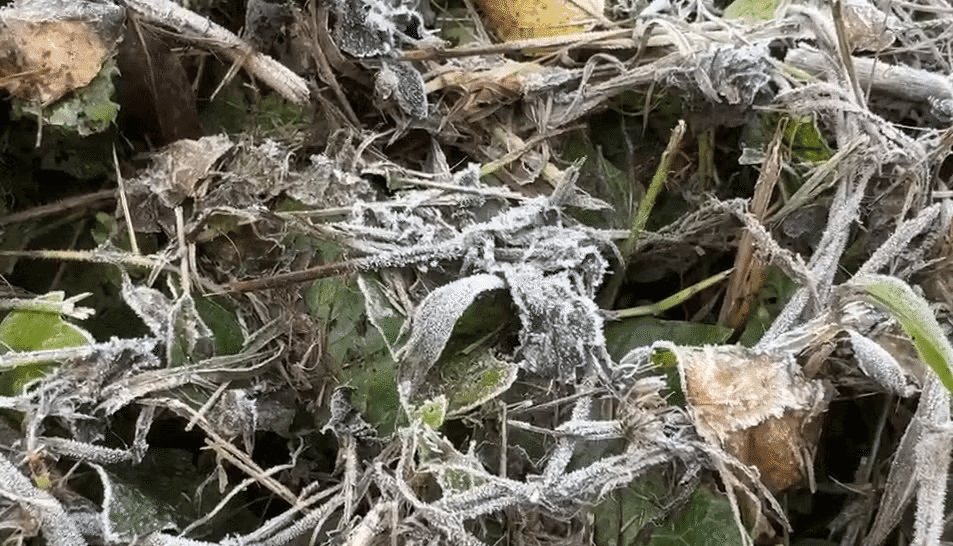 RS registra menor temperatura do ano e geada nesta terça-feira