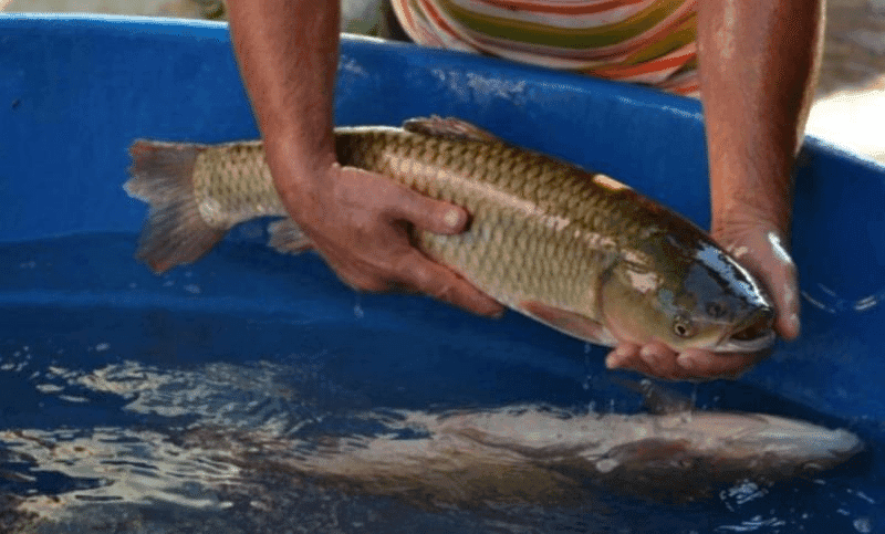 Feira do Peixe Vivo acontece no dia 1º de abril em Rodeio Bonito