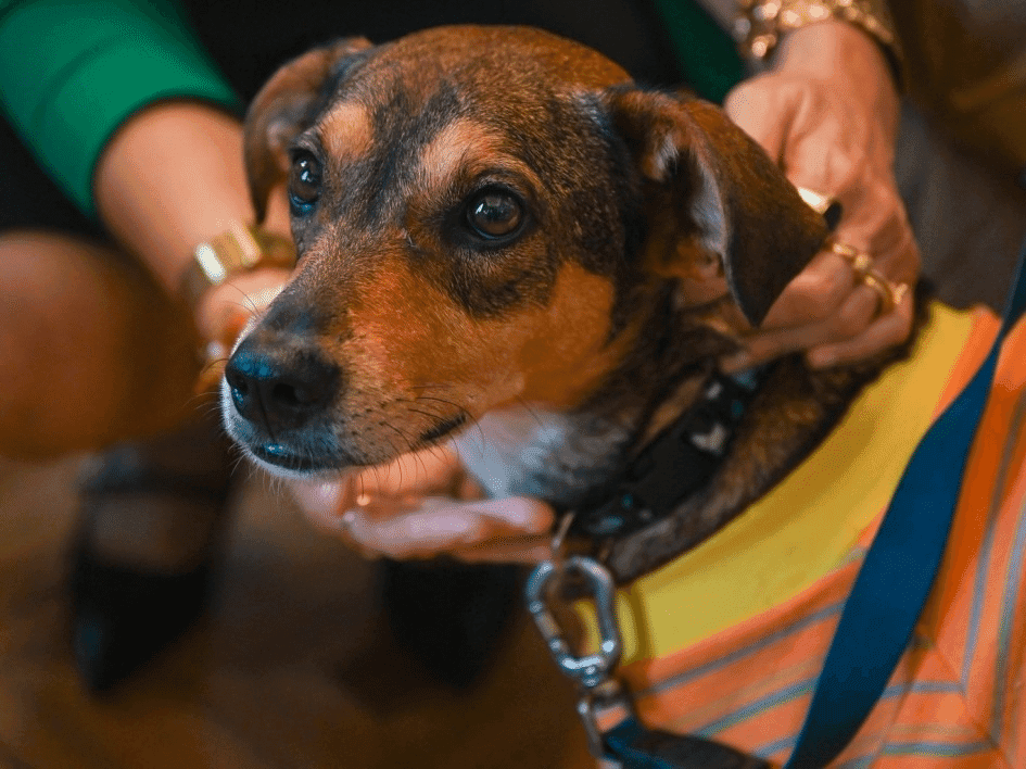 Cartilha de bem-estar animal voltada a gestores municipais e entidades da área é lançada pelo Estado