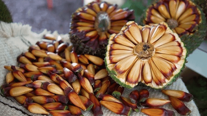 Temporada do pinhão é aberta no Rio Grande do Sul 