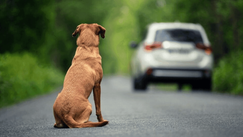 Câmara aprova suspensão e cassação da CNH para quem abandonar animais na rua