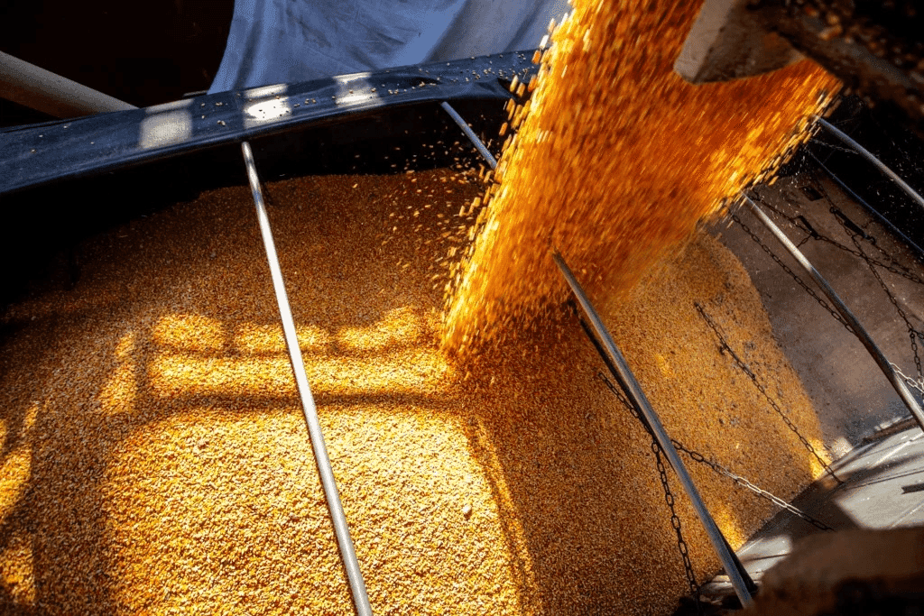 Guerra no Irã pode afetar exportações brasileiras de milho e soja