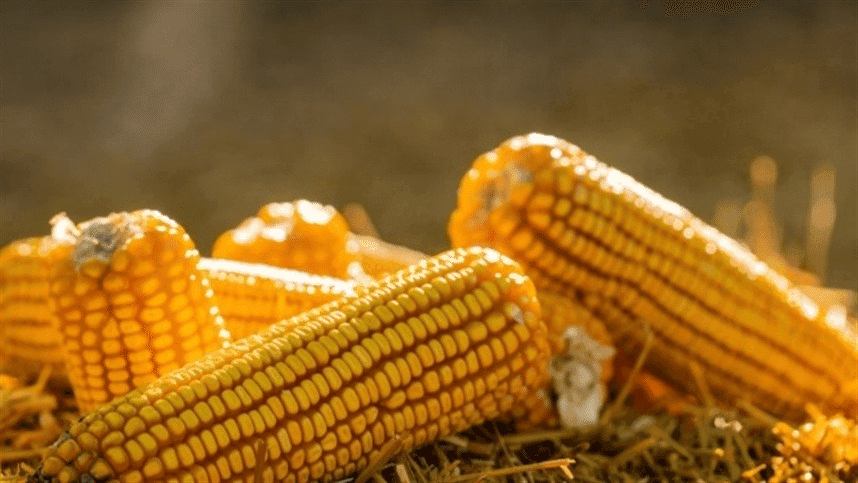 Pedidos da nova edição do Programa Milho 100% devem ser feitos até 19 de junho