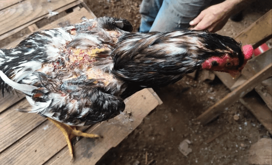 Batalhão Ambiental flagra situação de maus-tratos a galos no município de Alpestre