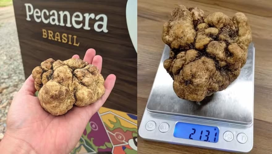Maior trufa do Brasil é encontrada no RS e foi vendida a R$ 10 mil o kg