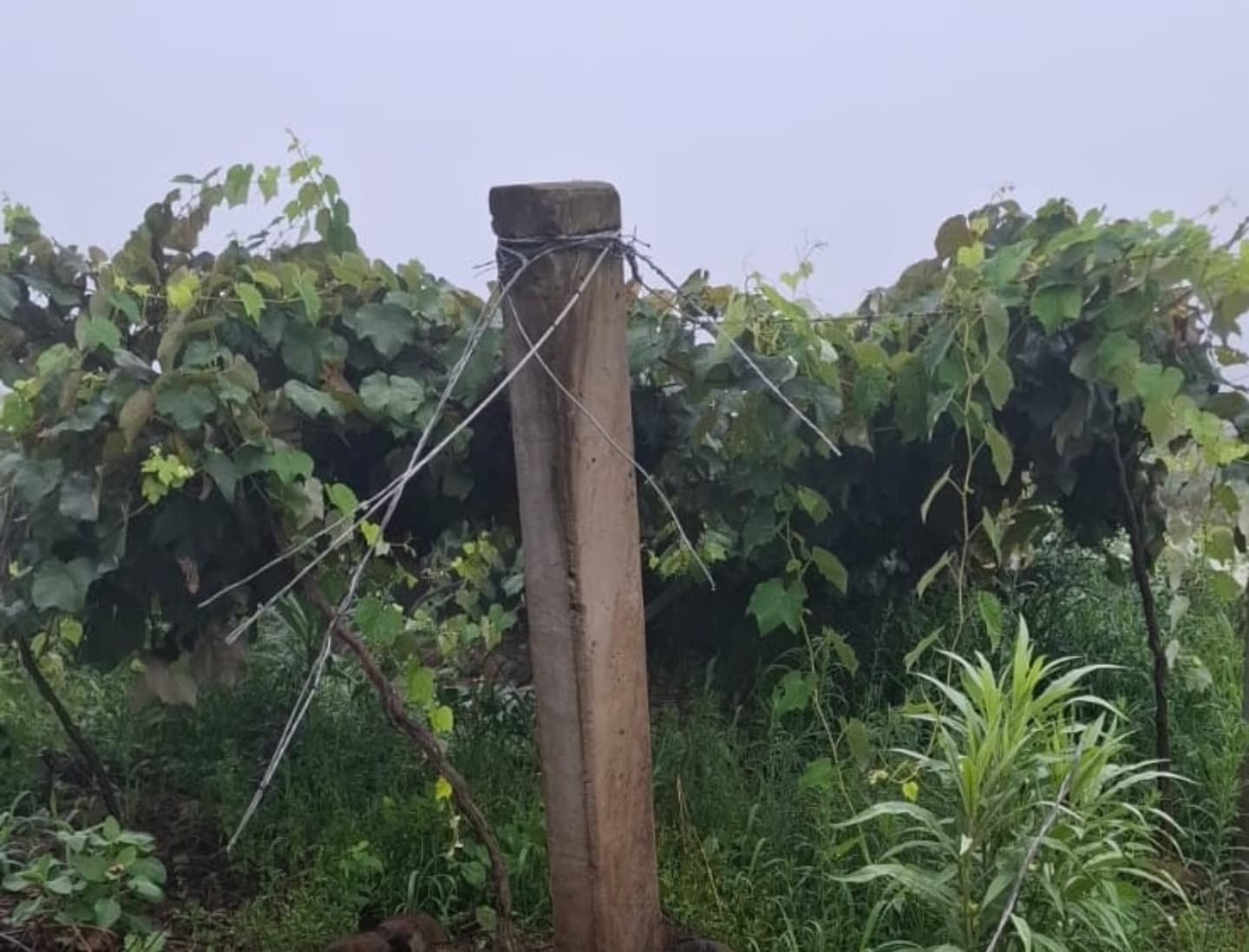 Vandalismo em parreirais de Alpestre provoca grandes prejuízos a agricultores