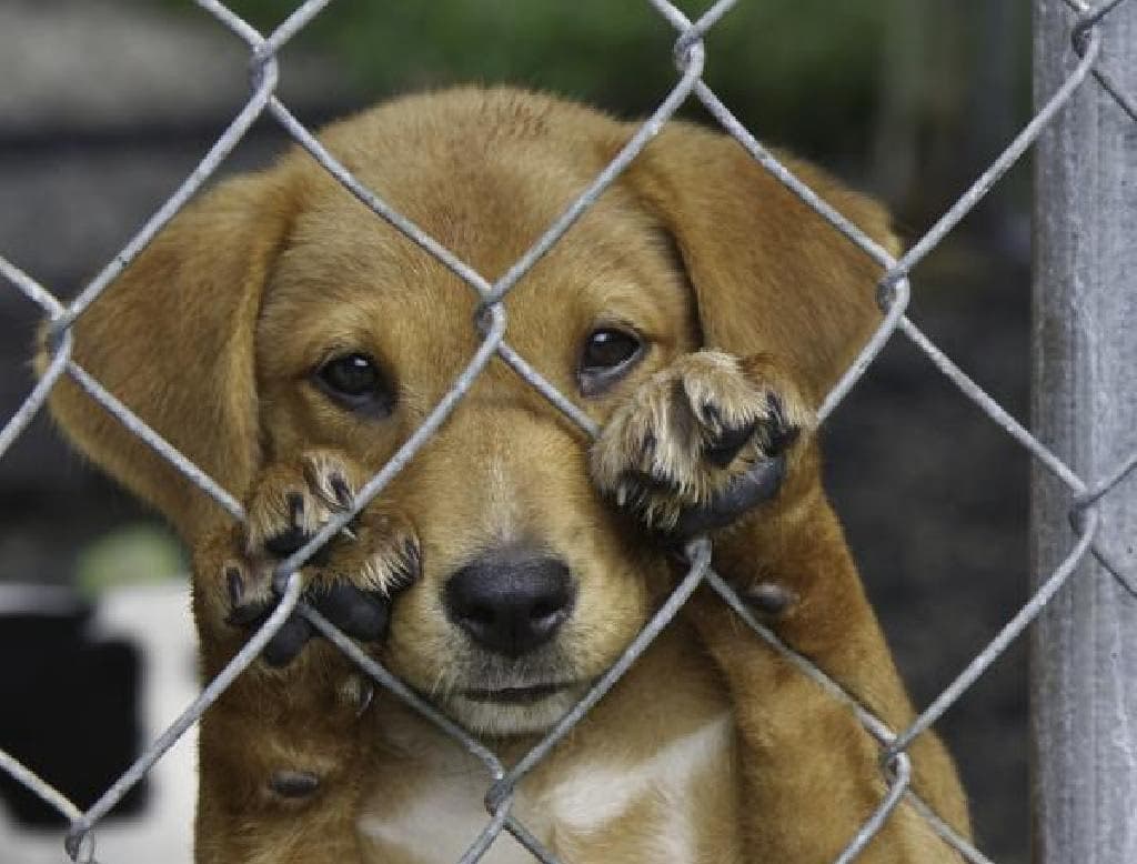Punições mais severas contra maus-tratos a animais reacendem debate no país