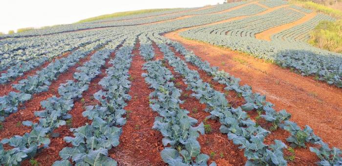 MUNICÍPIO DE LIBERATO SALZANO GANHA DESTAQUE NA PRODUÇÃO DE HORTALIÇAS