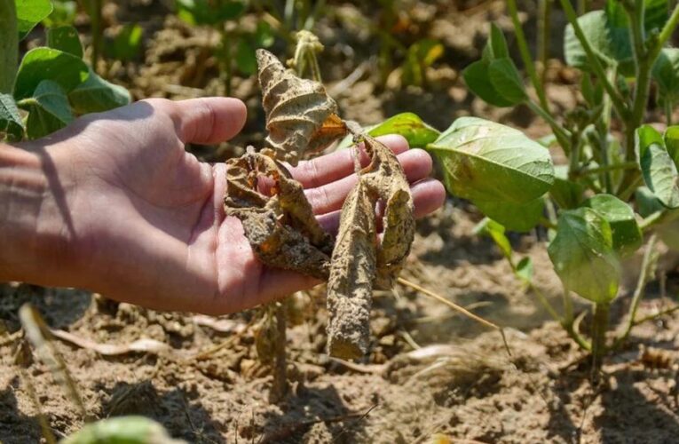 Governo libera linha adicional para agricultores afetados por estiagem no Sul