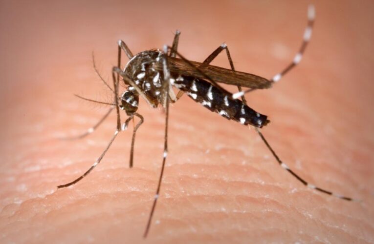 Confirmado primeiro caso de Zika Vírus em Palmeira das Missões