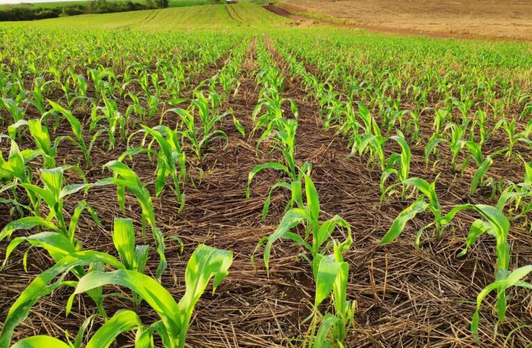 Produtores gaúchos iniciam plantio do milho