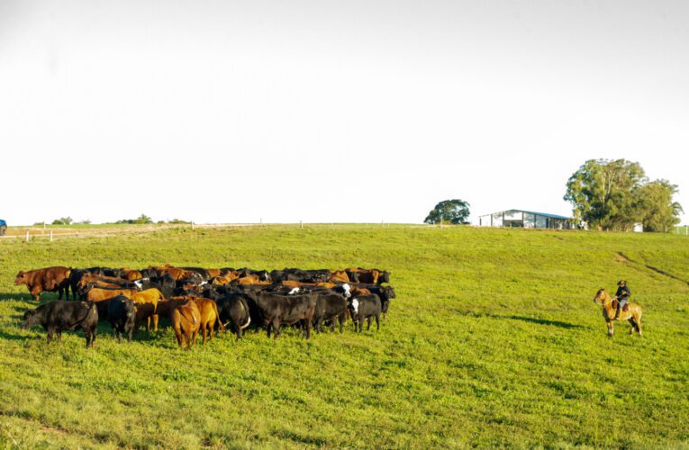 Rebanho bovino gaúcho cresce 8,2% e RS é o oitavo no ranking nacional