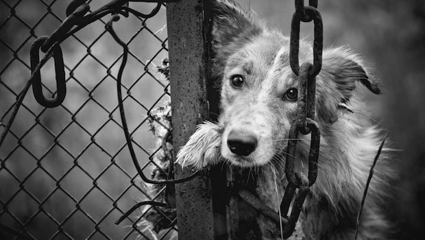 Homem é preso em flagrante após matar dois cachorros e deixar outro gravemente ferido no norte gaúcho