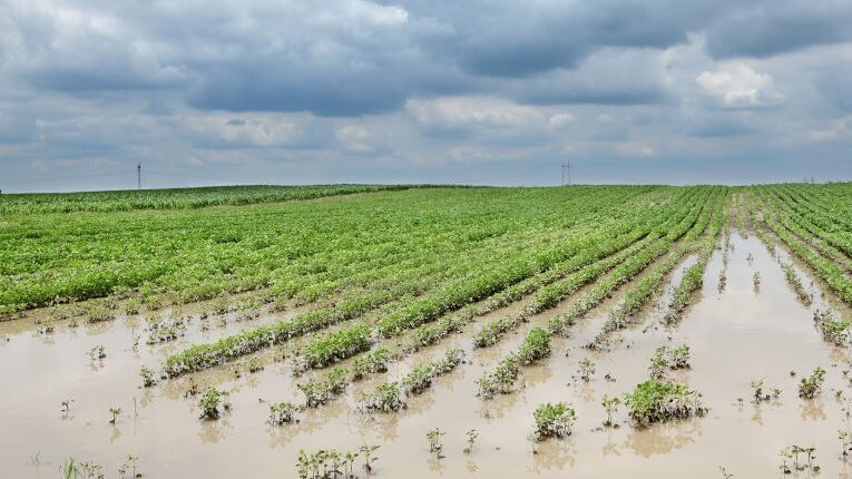 PRODUTORES GAÚCHOS QUE TIVERAM PERDAS POR EVENTOS CLIMÁTICOS PODEM RENEGOCIAR OPERAÇÕES DE CRÉDITO RURAL