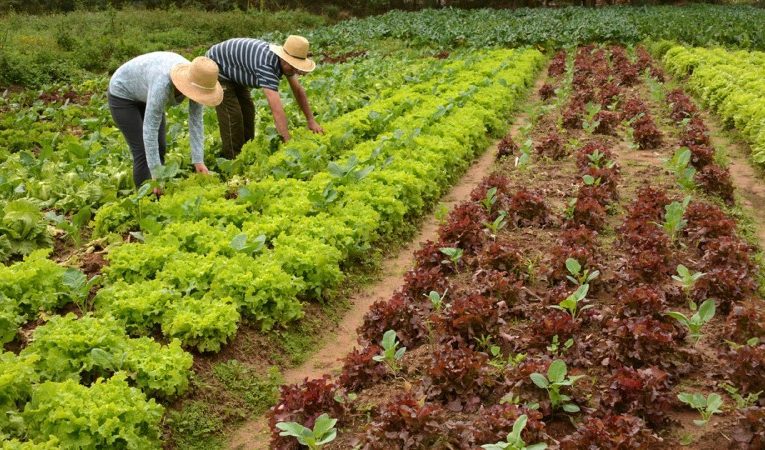 AGRICULTORES FAMILIARES PODEM ENCAMINHAR PROPOSTAS PARA COMPRA E DISTRIBUIÇÃO DE SEMENTES PARA CONAB