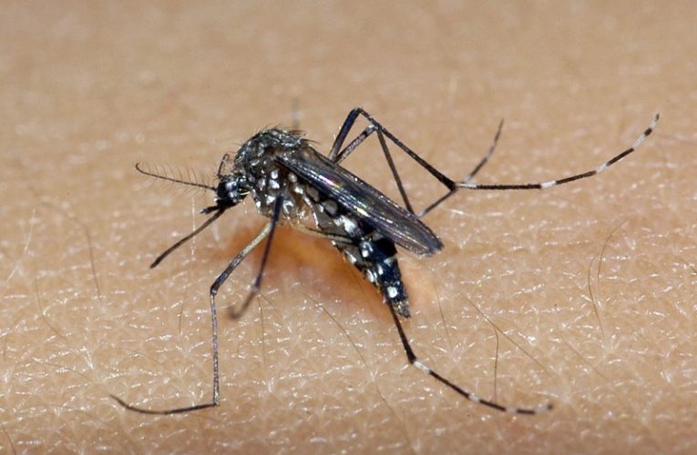 MORTES POR DENGUE EM 2024 JÁ SÃO O DOBRO DOS ÚLTIMOS NOVE ANOS NO RS