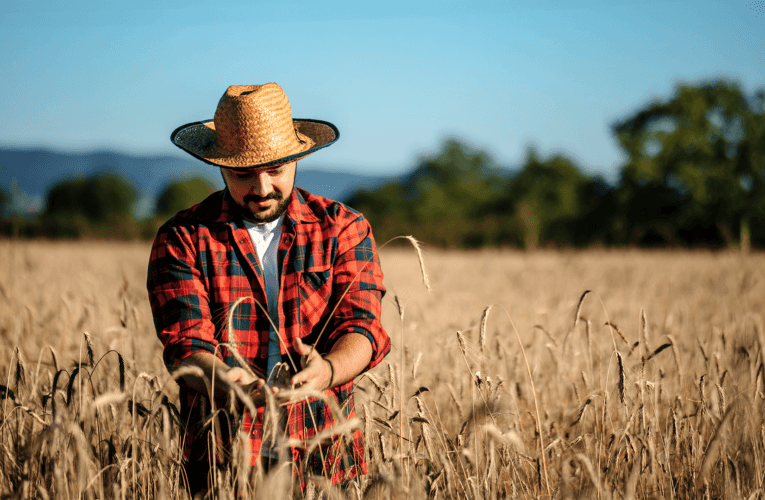 DESENROLA NO CAMPO SERÁ LANÇADO EM NOVEMBRO