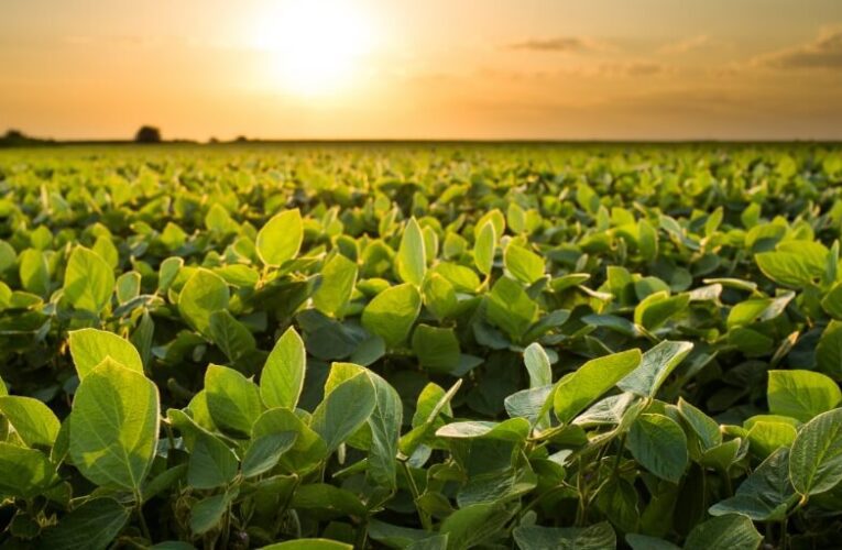 PRODUÇÃO DE GRÃOS TERÁ CRESCIMENTO RECORDE DE 8,3%, PREVÊ CONAB